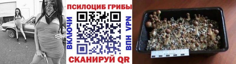 Галлюциногенные грибы Psilocybine cubensis  Солигалич 